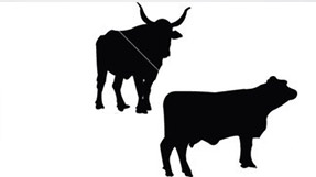 大同无创孕期亲子鉴定